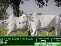 Lote 29