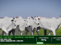 Lote 31