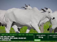 Lote 38