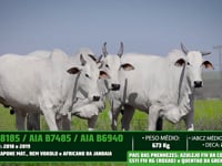 Lote 40