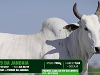 Lote 42