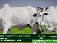 Lote 43
