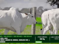 Lote 47