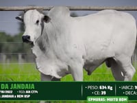 Lote 106