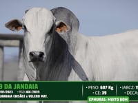 Lote 110