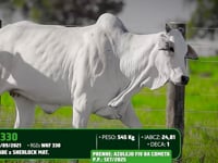 Lote 52