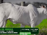 Lote 51