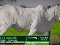 Lote 54