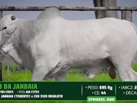 Lote 113