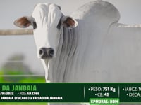 Lote 115