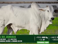 Lote 116