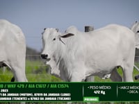 Lote 61