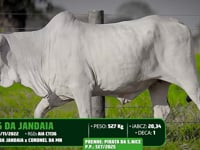 Lote 66
