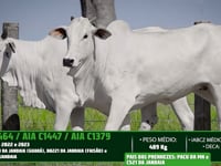 Lote 65