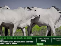 Lote 67