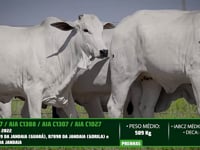 Lote 70