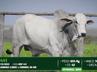 Lote 122