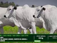 Lote 71