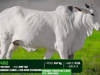Lote 72