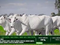 Lote 74