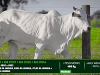 Lote 78