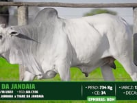 Lote 126