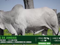 Lote 127