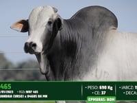 Lote 130