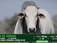 Lote 133