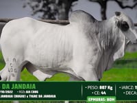 Lote 135