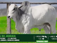 Lote 136