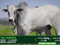 Lote 141