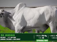Lote 144