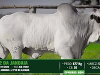 Lote 145