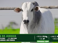 Lote 146