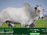 Lote 150