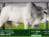 Lote 152