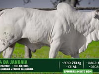 Lote 163