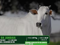 Lote 01
