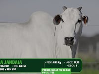 Lote 03