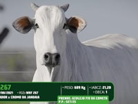 Lote 04