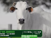 Lote 11
