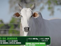 Lote 12