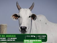 Lote 18