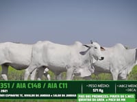 Lote 19