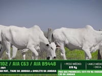 Lote 20