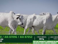 Lote 22