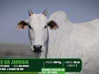 Lote 25
