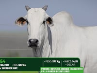 Lote 26