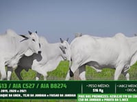 Lote 32